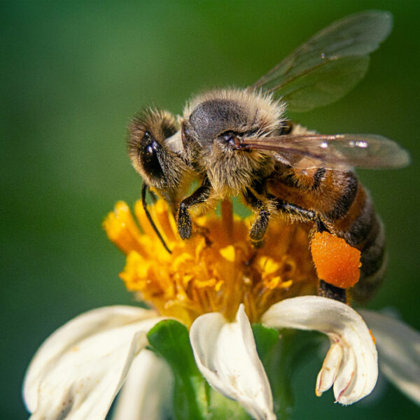 pyłek pszczeli